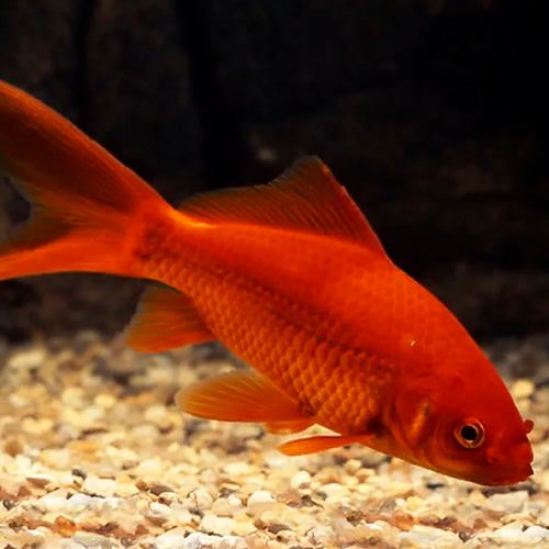 red commet goldfish